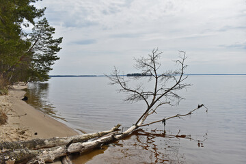 fallen tree on the river bank