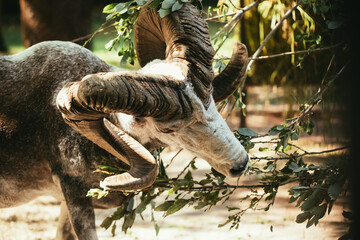 Argali eating leaves from a branch