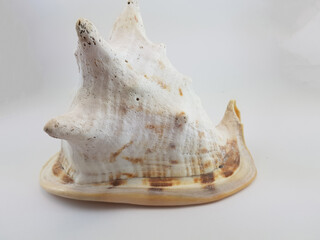 Photograph on white background of seashell or conch Cassis Cornuta adult of the gastropod family Cassidae
