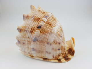  Photograph on white background of seashell or conch Cassis Cornuta of the gastropod family Cassidae
