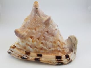  Photograph on white background of seashell or conch Cassis Tuberosa of the gastropod family Cassidae

