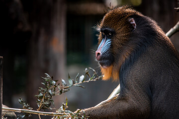 Portrait of a mandril