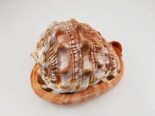  Photograph on white background of seashell or conch Cypraeacassis of the gastropod family Cassidae
