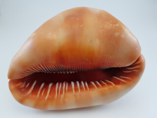  Photograph on white background of seashell or conch Cypraeacassis Rufa of the gastropod family...
