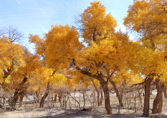 Gold foliage of poplar (Huyang) trees in Ejin Banner, Inner Mongolia, China. The tree is the only tree species known to be able to survive the extreme conditions of the desert, like Gorbi desert. 