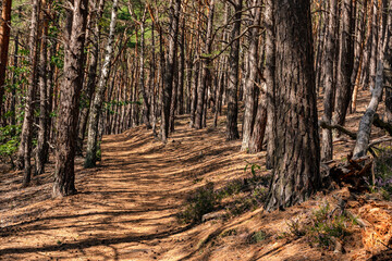 Beautiful needle-lined hiking trail in a green deciduous forest