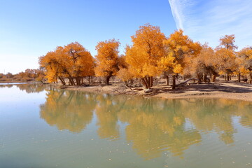 Gold foliage of poplar (Huyang) trees in Ejin Banner, Inner Mongolia, China. The tree is the only...