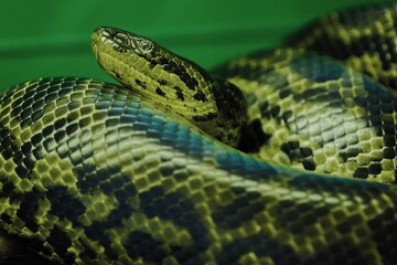 Beautiful big green snake in the aquarium