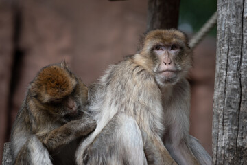 A macaque grooming another