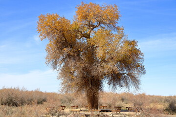 A over four-hundred-years old poplar tree (Huyang in Chinese) against blue sky. The Huyang tree, is...