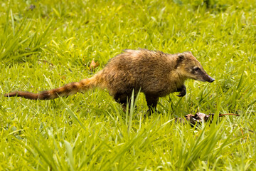 Coati