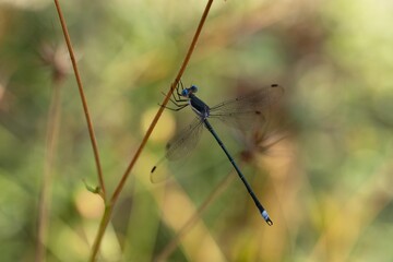 dragonfly on a grass