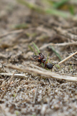 ants work in the forest