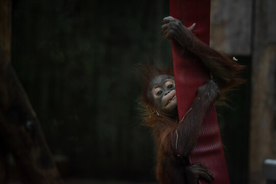 Cute Baby Orangutan Hanging Onto Rope