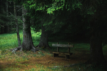 A bench at the edge of a pine forest after the rain, atmospheric photo in montenegro