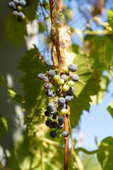 bunch of grapes