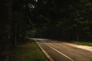 Obraz premium The road going into the distance in the middle of tall pines, nature after the rain, durmitor in montenegro, travel across europe
