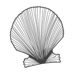 Hand-drawn seashells. An empty, closed, flat, oval solid shell of a mollusc or snail. Sketch style, engraved drawing. Black and white illustration isolated on a white background