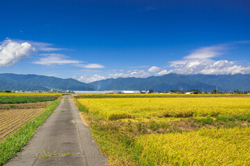稲刈り頃の田舎の風景