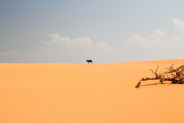 Fototapeta na wymiar Esel in der Wüste