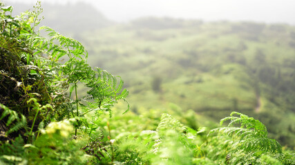 Glade of green fern in mountain valley at sunny day