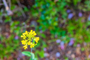 春の街角に咲く野草