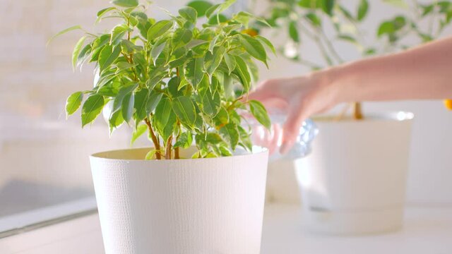 woman watering plant using sprinkling can, smiling.