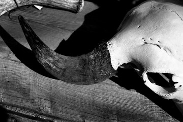 Bull Skull Bones Horns on Old Wooden Crate