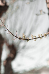 Delicate nature