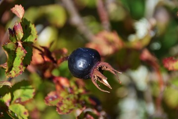 Rosa pimpinellifolia. Species protection.Wild plant shot in summer.Closeup photograph of a black rose nip of a Rosa pimpinellifolia bush.Sweden autumn.