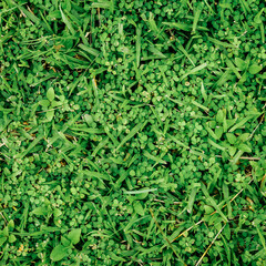 Natural green grass background can be use as background 