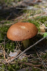Mushroom in the forest glade near the Southern Bug River