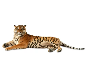 Rolgordijnen Grote Bengaalse tijger gehurkt en op zoek naar camera geïsoleerd op een witte achtergrond. © ZhouEka