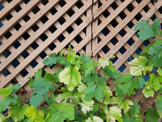 ivy on the wooden wall