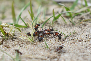 ants work in the forest