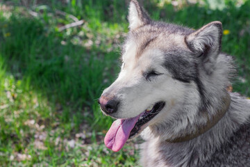 portrait of a female Alaskan Malamute dog