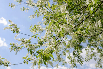 bird cherry flowering against blue sky