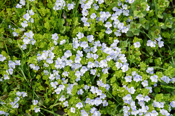 small blue flowers in spring meadow
