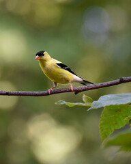 Obraz premium Adult male American Goldfinch in fall molt
