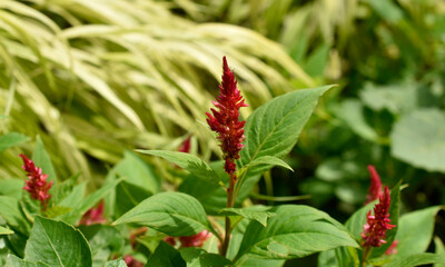 Closeup of red celosia blooms