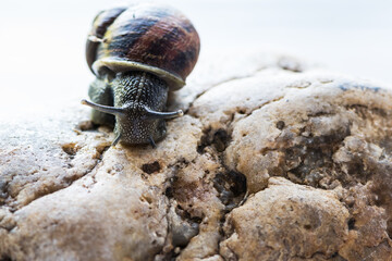 Garden Snail crawling on brown stone.