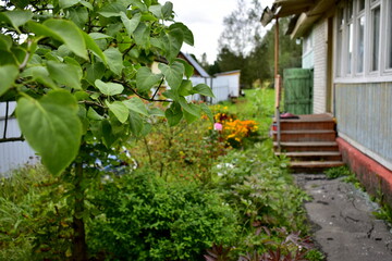 Fototapeta na wymiar lilac leaves and overgrown flower garden near the house in the village