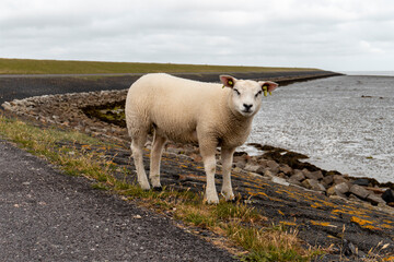 Lamb on a dike giving a wink, Terschelling, The Netherlands