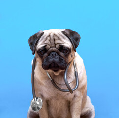 Portrait of a cute pug dog as a medicine doctor with a stetoscope.