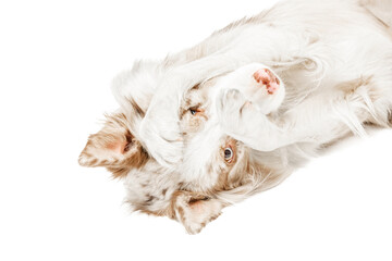 breed border collie dog lying on white background, closes the face and paw peeking one eye color,...