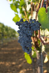 blaue Weintraube im Weinberg