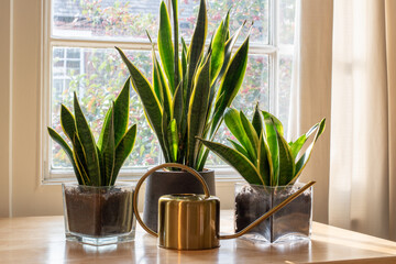 A sansevieria trifasciata snake plant in the window of a modern home or apartment interior.