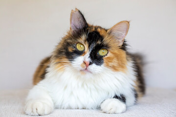 Fototapeta na wymiar Long haired calico cat cute