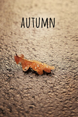 oak leaf in drops close up. autumn abstract background.  fall season concept.