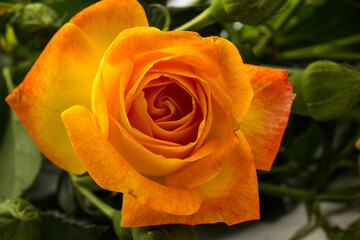 Beautifull orange roses isolated on white background. Copy space
